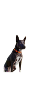 Load image into Gallery viewer, TKC Morocco Beaded Dog Collar