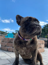Load image into Gallery viewer, TKC Posey Beaded Dog Collar