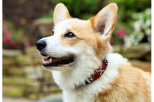 Load image into Gallery viewer, "Maasai Shield" Beaded Dog Collar