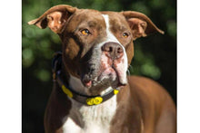 Load image into Gallery viewer, "Sunshine" Beaded Dog Collar