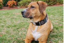 Load image into Gallery viewer, "Oryx" Beaded Dog Collar